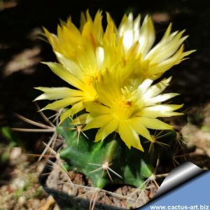 Ferocactus acanthodes "nude" (forma mostruosa)