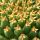 Mammillaria camptotricha cv. BRU (forma brevispina)