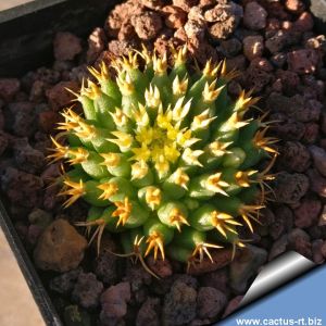 Mammillaria camptotricha cv. BRU (forma brevispina)