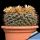 Mammillaria uncinata SB316 La Blanca, Zacatecas, Mexico