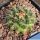 Mammillaria uncinata SB316 La Blanca, Zacatecas, Mexico