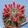 Mammillaria uncinata SB316 La Blanca, Zacatecas, Mexico