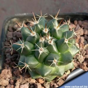 Mammillaria uncinata SB316 La Blanca, Zacatecas, Mexico
