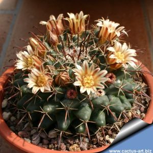 Mammillaria uncinata SB316 La Blanca, Zacatecas, Mexico