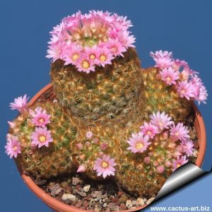 Mammillaria carmenae v. roseiflora
