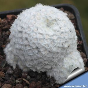 Mammillaria schiedeana forma monstruosa cv. SNOWBALL ( ex Thailand)