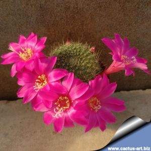 Rebutia violaciflora