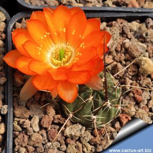 Lobivia pugionacantha v. rossii R70 Potosi, Potosi, Bolivia