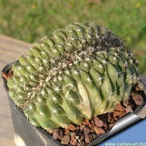 Copiapoa tenuissima f. crestata