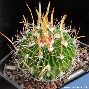 Echinofossulocactus erectocentrus