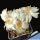 Mammillaria albiflora