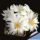 Mammillaria albiflora