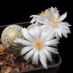 Mammillaria albiflora (Mammillaria herrerae v. albiflora)