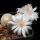 Mammillaria albiflora
