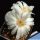 Mammillaria albiflora