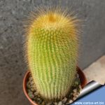 Notocactus leninghausii v. setispinus