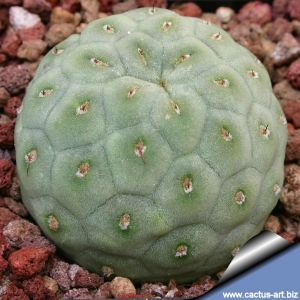 Tephrocactus geometricus f. inermis, Villazon, Perù/Bolivia border