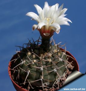 Gymnocalycium striglianum