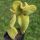 Opuntia microdaysis v. pallida f. crestata