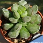 Adromischus cristatus cv. CHIARO ( pale form )