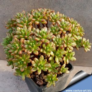 Aeonium sedifolium