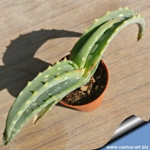 Aloe megalacantha