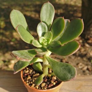 Echeveria anphoralis v. yosonda