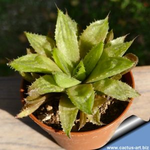 Haworthia mirabilis ( green )