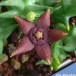 Stapelia semota orientalis