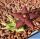 Stapelia semota orientalis