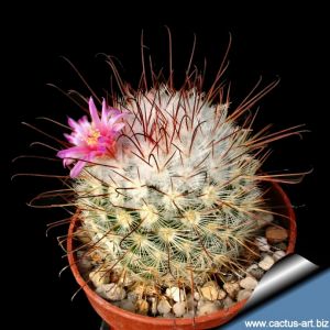 Mammillaria bombycina