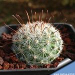 Mammillaria grahami