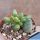 Adromischus clavifolius compact