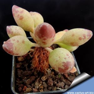 Adromischus clavifolius compact