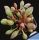 Adromischus clavifolius compact