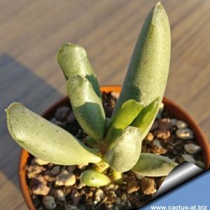 Adromischus cristatus JIL 296 SO. Dysseldorp