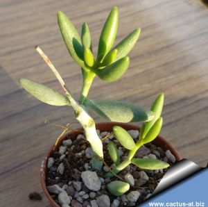 Adromischus filicaulis v. marlothii