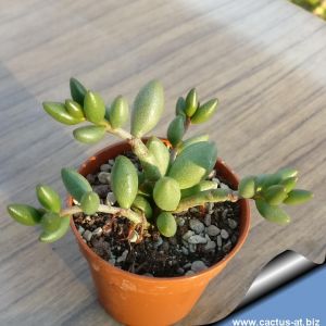 Adromischus filicaulis v. marlothii Bonnievale