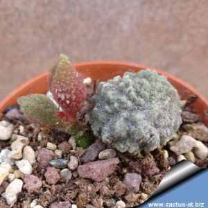 Adromischus marianae cv. COFFE BEAN