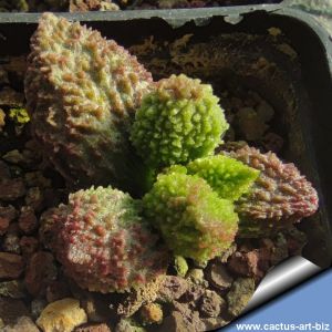 Adromischus marianae " Dark " ( scuro )