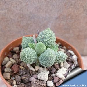 Adromischus marianae herrei (clone compact )