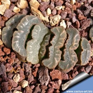 Haworthia truncata (clone A)