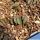 Haworthia truncata (clone A)
