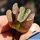 Haworthia truncata (clone A)