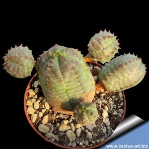 Euphorbia infausta cv. Spheres (x obesa?)