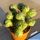 Euphorbia infausta cv. Spheres (x obesa?)