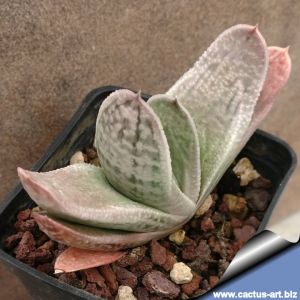 Gasteria cv. HUMMEL'S SILVER