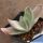 Gasteria cv. HUMMEL'S SILVER