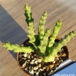 Orbea variegata small form (Stapelia variegata)