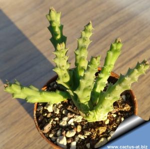 Orbea variegata small form (Stapelia variegata)